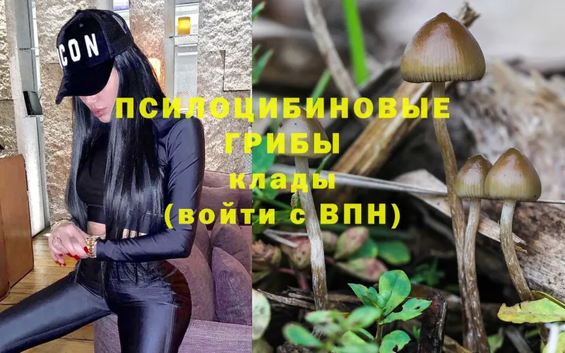 Псилоцибиновые грибы GOLDEN TEACHER  цена   Белогорск 